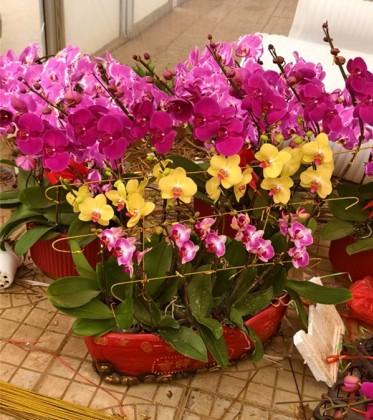 年宵花（蝴蝶兰 ）