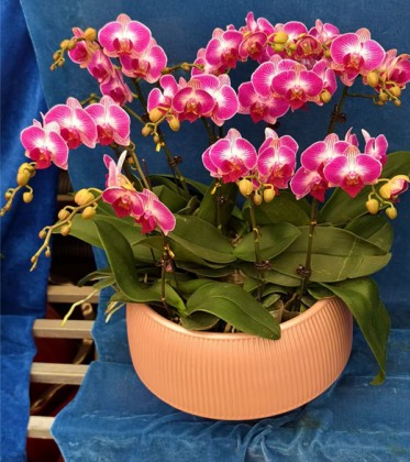 年宵花（蝴蝶兰 ）