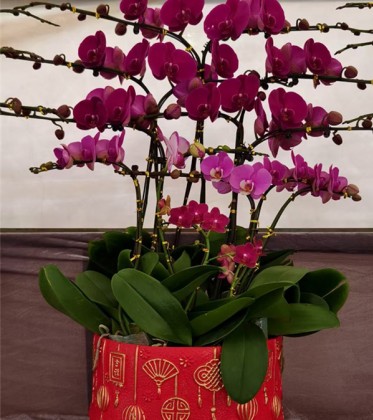 年宵花（蝴蝶兰 ）