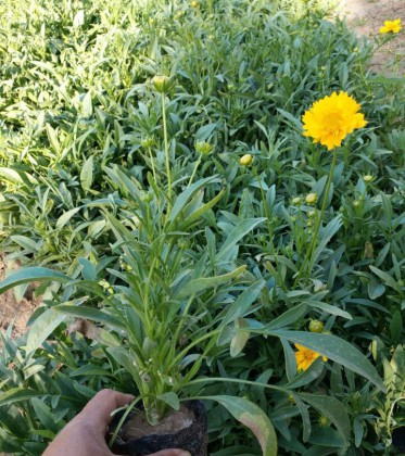 大花金鸡菊