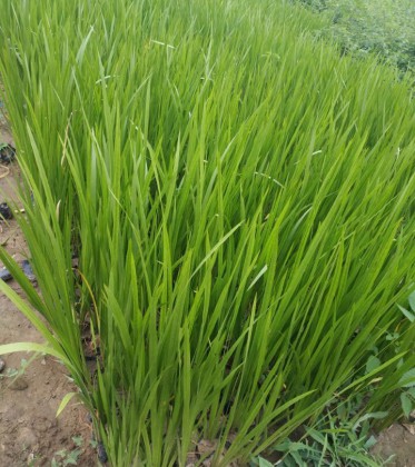 黄菖蒲