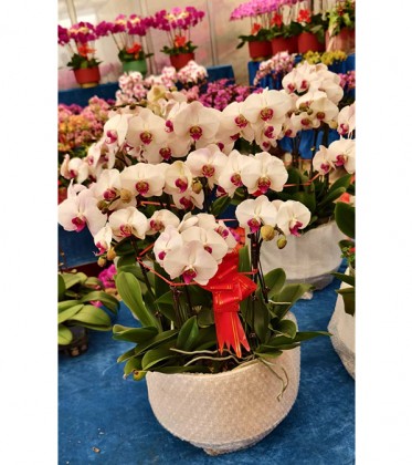 年宵花（蝴蝶兰 ）