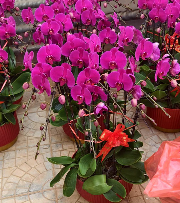 年宵花（蝴蝶兰 ）