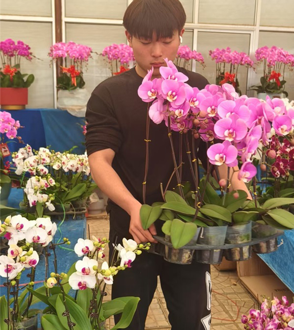 年宵花（蝴蝶兰 ）