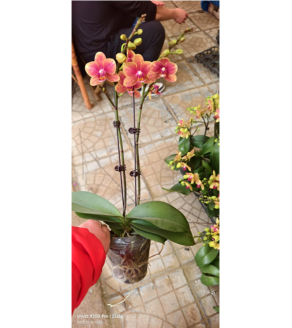 年宵花（蝴蝶兰 ）