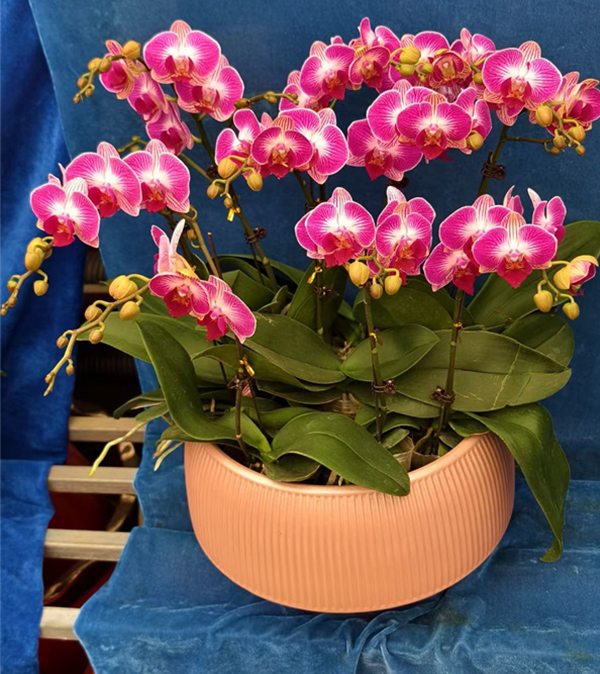 年宵花（蝴蝶兰 ）