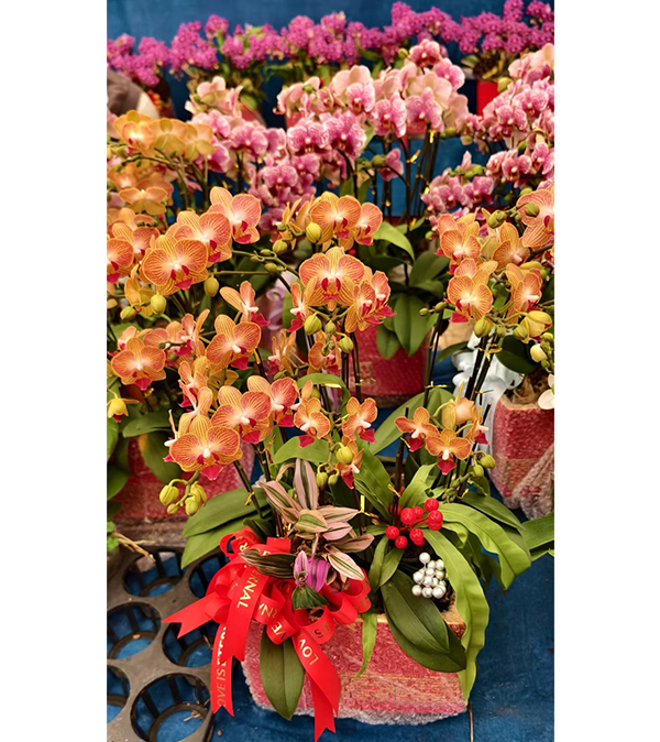 年宵花（蝴蝶兰 ）