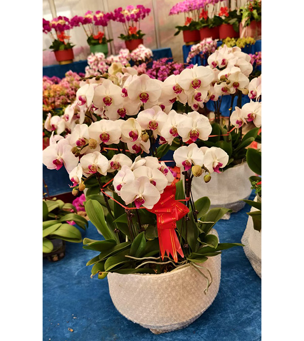 年宵花（蝴蝶兰 ）