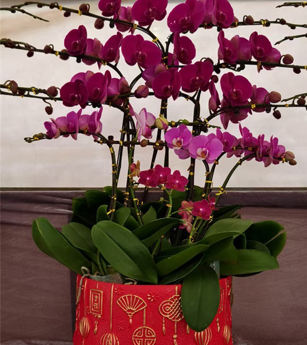 年宵花（蝴蝶兰 ）